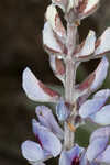 Gulf Coast lupine